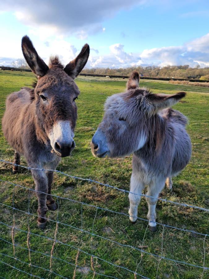 Budget Stay, In Lovely Private Setting With Rustic Charm, Log Burner, Fire Pit, Campers Kitchen & Eco Loo No Bedding Supplied Narberth Kültér fotó